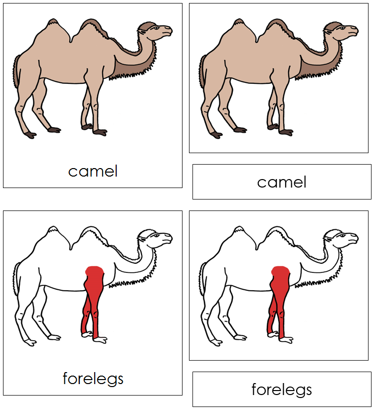 Camel Nomenclature 3-Part Cards (red) - Montessori Print Shop