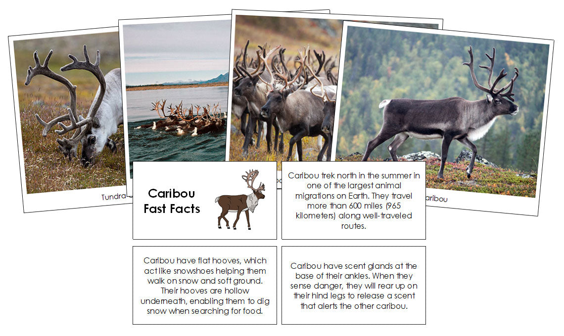 Caribou Fast Facts & Pictures - Montessori Print Shop Digital Download