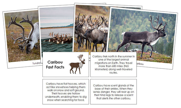 Caribou Fast Facts & Pictures - Montessori Print Shop