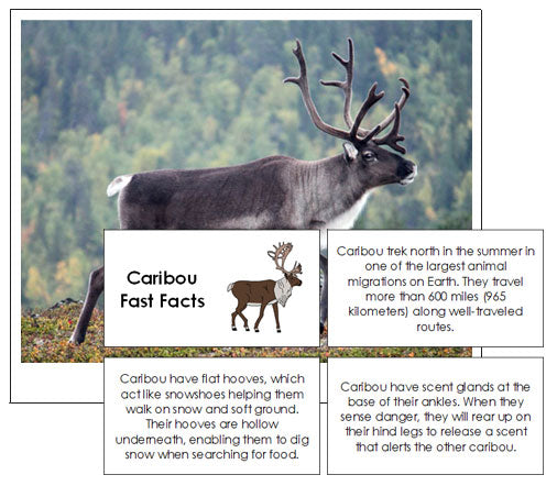 Caribou Fast Facts & Pictures - Montessori Print Shop