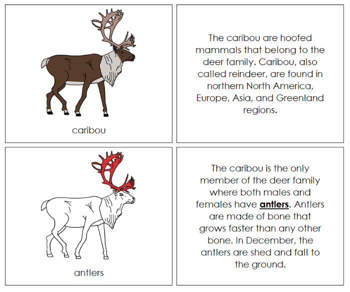 Parts of a Caribou Nomenclature Book (red) - Montessori Print Shop Digital Download