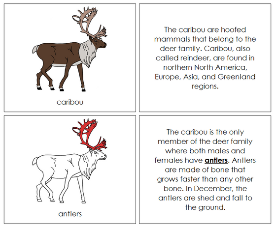 Parts of a Caribou Nomenclature Book (red) - Montessori Print Shop