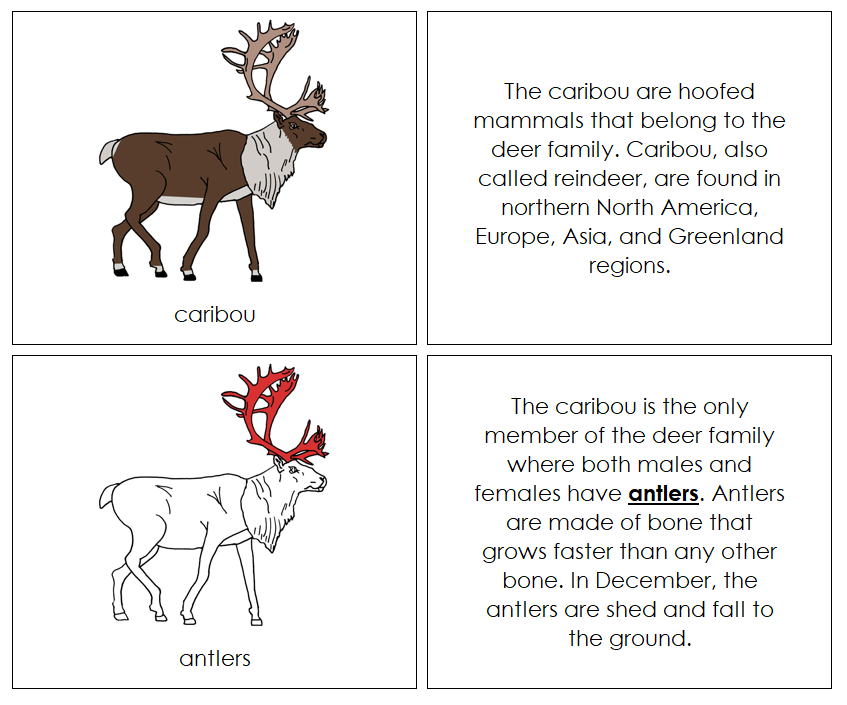 Parts of a Caribou Nomenclature Book (red) - Montessori Print Shop