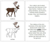 Parts of a Caribou Nomenclature Book - Montessori Print Shop