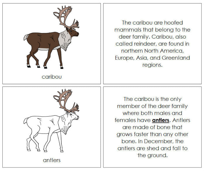 Parts of a Caribou Nomenclature Book - Montessori Print Shop Digital Download