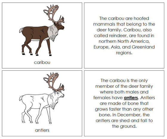 Parts of a Caribou Nomenclature Book - Montessori Print Shop