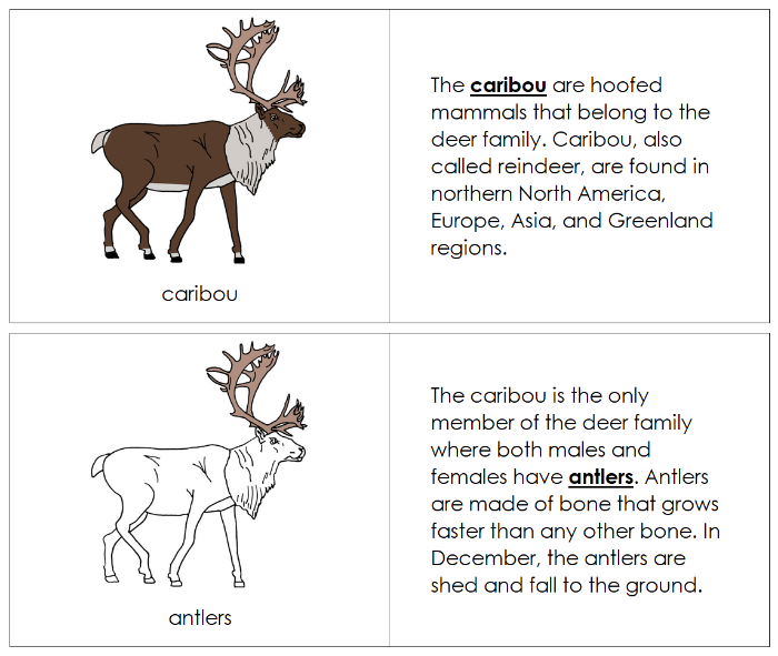 Parts of a Caribou Nomenclature Book - Montessori Print Shop Digital Download