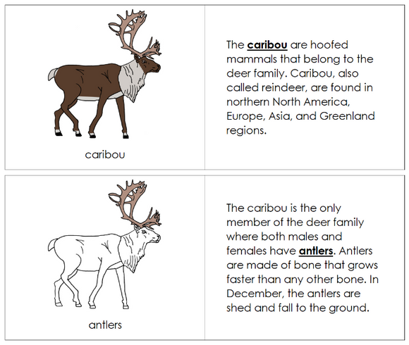 Parts of a Caribou Nomenclature Book - Montessori Print Shop Digital Download
