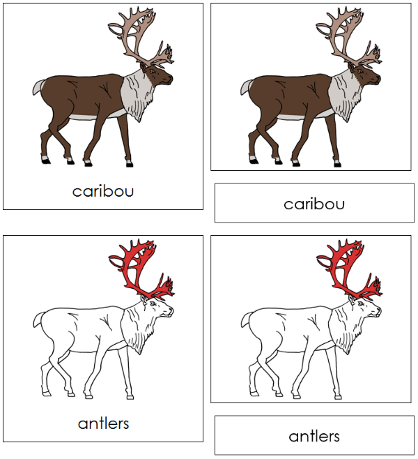 Caribou Nomenclature 3-Part Cards (red) - Montessori Print Shop Digital Download