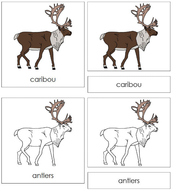 Parts of a Caribou Nomenclature 3-Part  Cards - Montessori Print Shop Digital Download