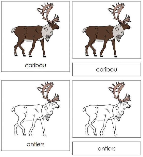 Parts of a Caribou 3-Part Nomenclature Cards - Montessori Print Shop Digital Download
