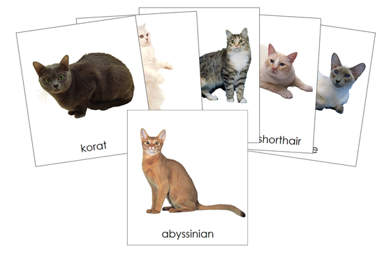 Types of Domestic Cats 3-Part Cards - Montessori Print Shop Digital Download