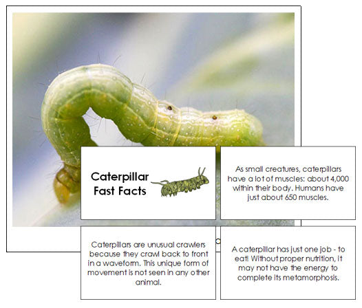 Caterpillar Fast Facts & Pictures - Montessori Print Shop