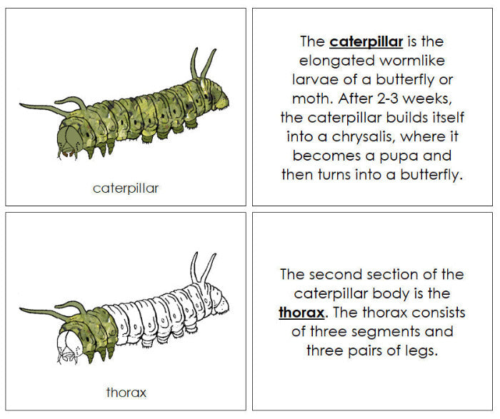 Parts of a Caterpillar Nomenclature Book - Montessori Print Shop Digital Download