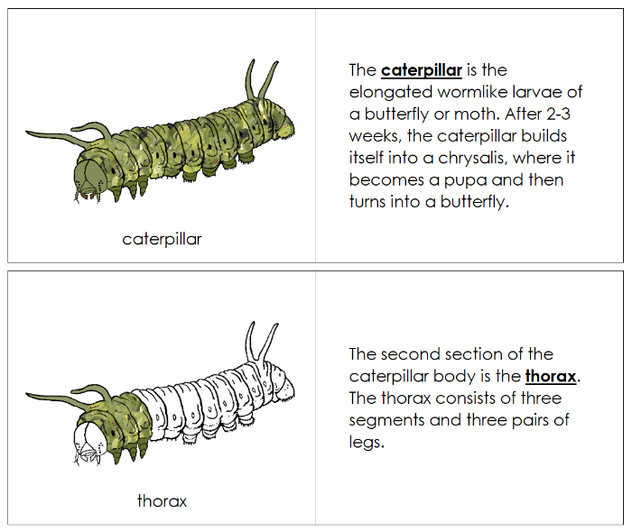 Parts of a Caterpillar Nomenclature Book - Montessori Print Shop Digital Download