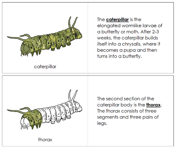 Parts of a Caterpillar Nomenclature Book - Montessori Print Shop Digital Download