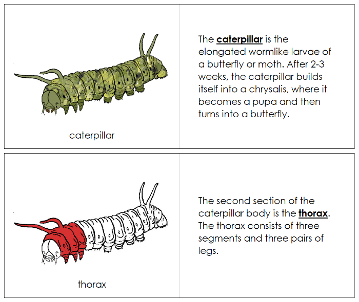 Parts of a Caterpillar Nomenclature Book - Montessori Print Shop Digital Download