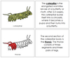 Parts of a Caterpillar Nomenclature Book (red) - Montessori Print Shop