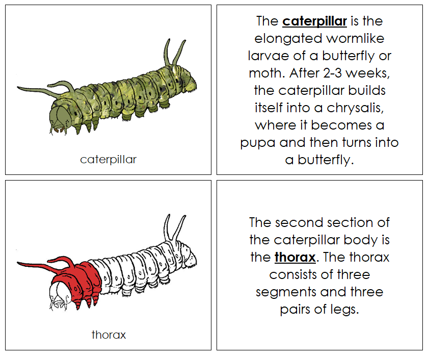 Parts of a Caterpillar Nomenclature Book (red) - Montessori Print Shop Digital Download