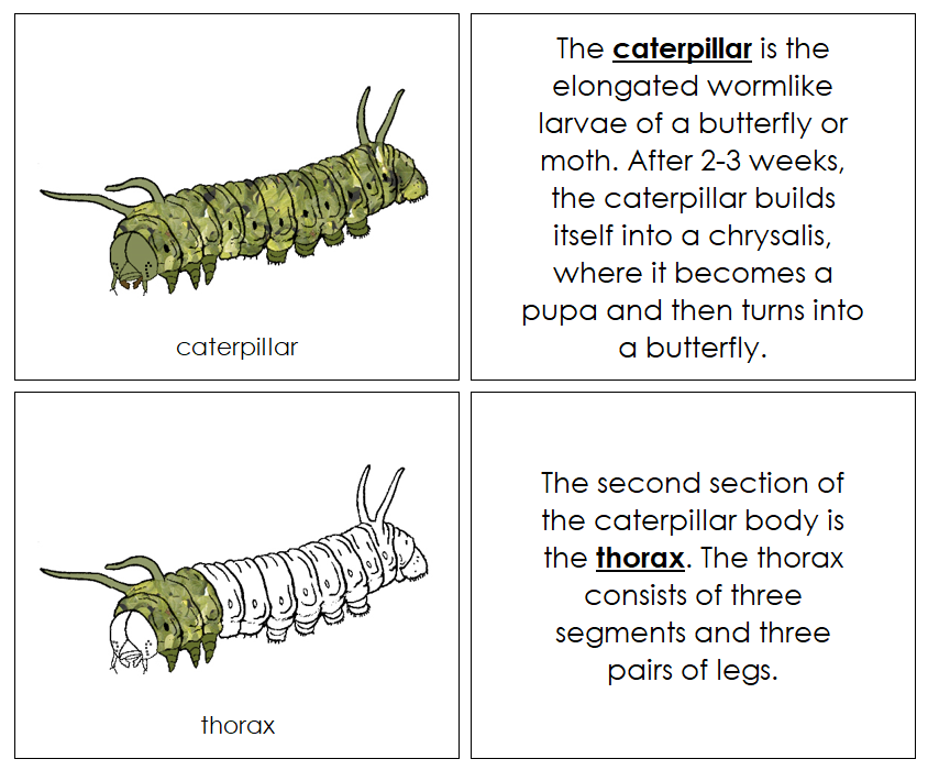Caterpillar Nomenclature Book - Montessori Print Shop Digital Download