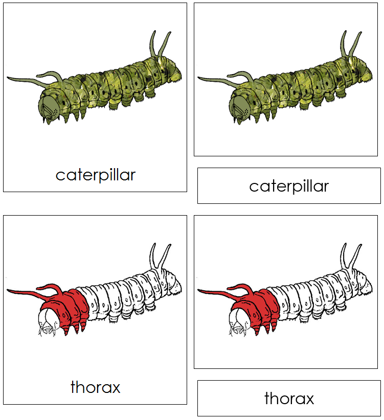 Parts of a Caterpillar Nomenclature 3-Part Cards (red) - Montessori Print Shop
