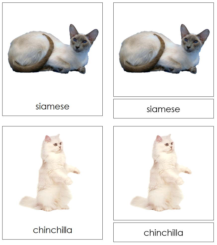 Types of Domestic Cats 3-Part Cards - Montessori Print Shop Digital Download