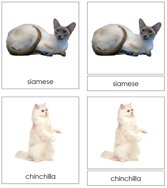 Types of Domestic Cats 3-Part Cards - Montessori Print Shop Digital Download