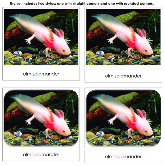 Cave Dwellers Safari Toob Cards - Montessori Print Shop Digital Download