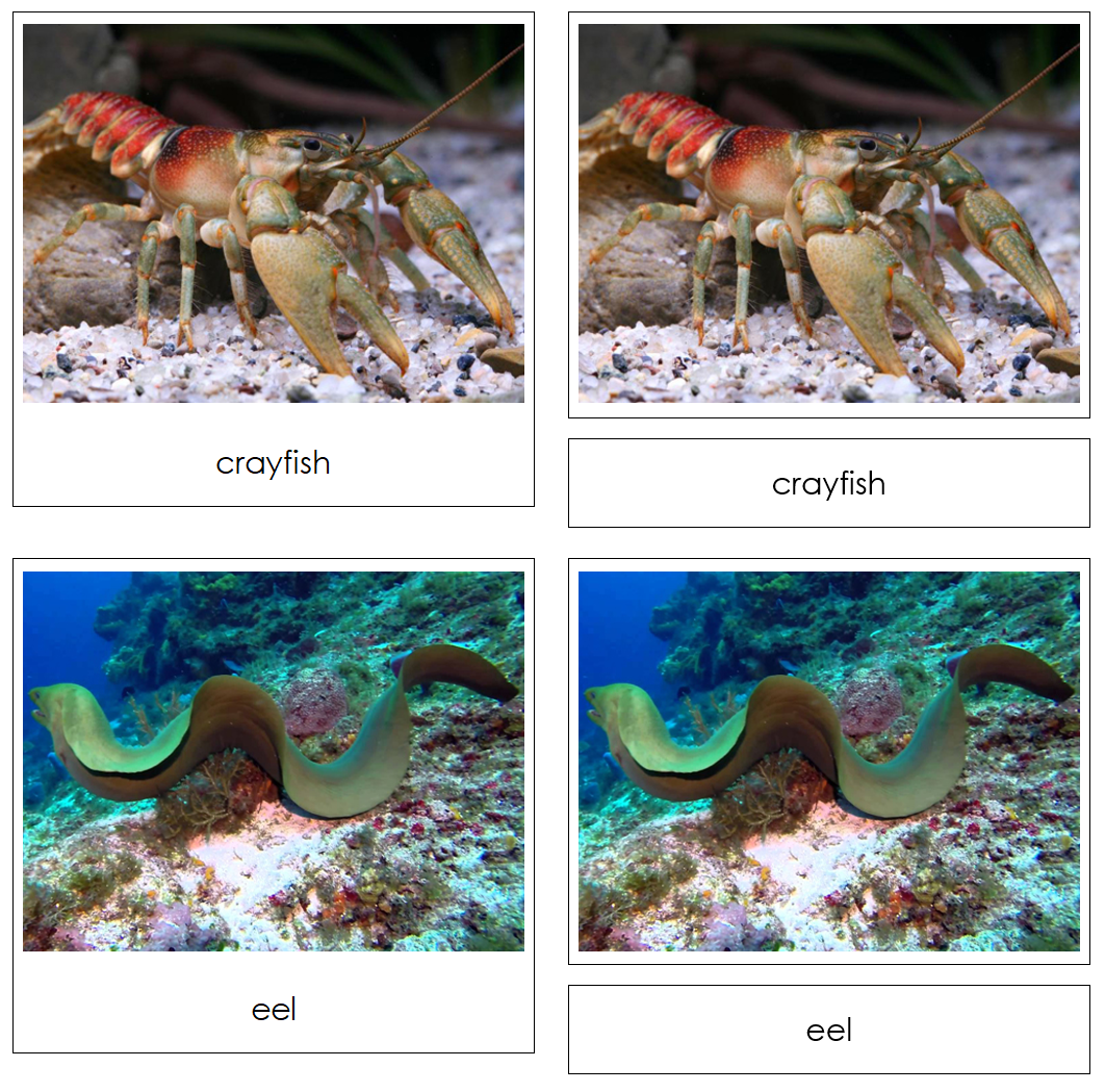 Cave Dwellers Safari Toob Cards - Montessori Print Shop Digital Download