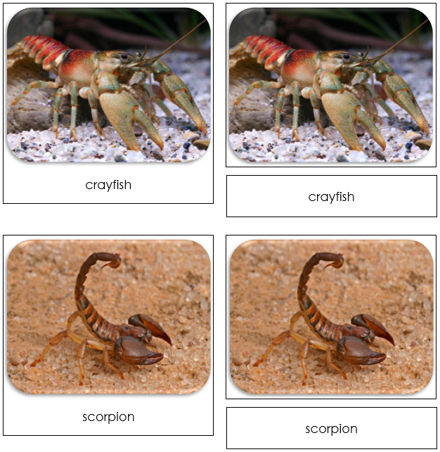 Cave Dwellers Safari Toob Cards - Montessori Print Shop