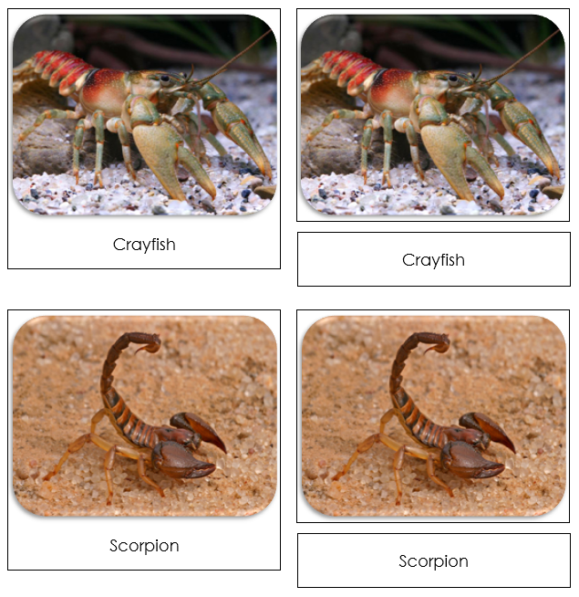 Cave Dwellers Safari Toob Cards - Montessori Print Shop