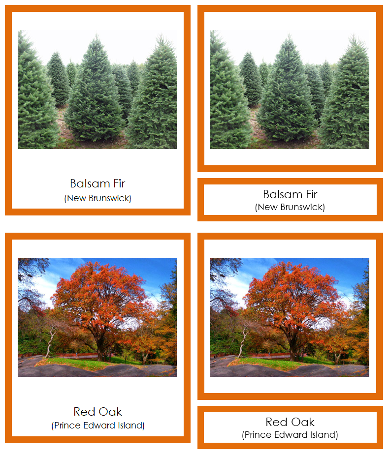 Provincial & Territorial Trees of Canada 3-Part Cards (color-coded) - Montessori Print Shop Digital Download