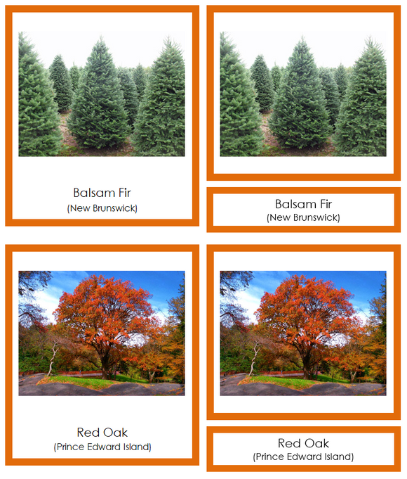 Provincial & Territorial Trees of Canada 3-Part Cards (color-coded) - Montessori Print Shop Digital Download