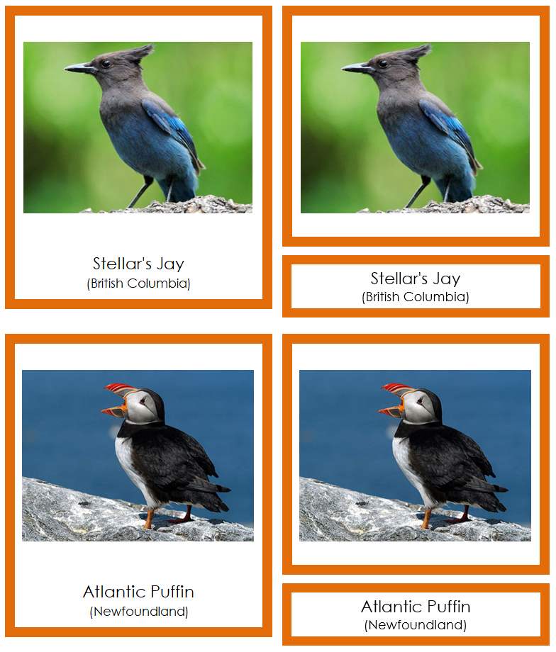 Provincial & Territorial Birds of Canada 3-Part Cards (color-coded) - Montessori Print Shop Digital Download