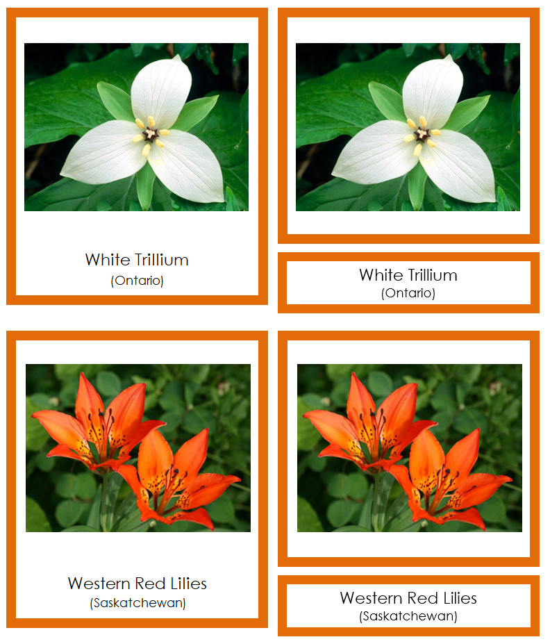 Flowers of Canada 3-Part Cards (color-coded) - Montessori Print Shop Digital Download