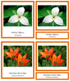 Canadian Provincial Flowers (color-coded) - Montessori Print Shop