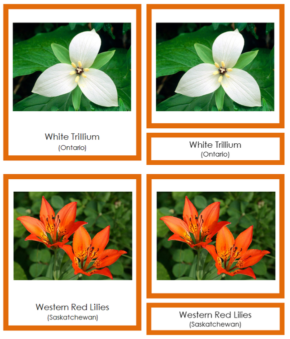 Flowers of Canada 3-Part Cards (color-coded) - Montessori Print Shop Digital Download