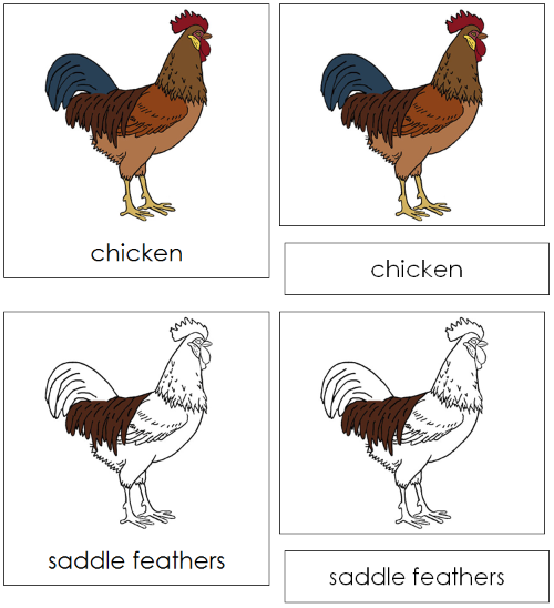 Chicken Nomenclature 3-Part Cards - Montessori Print Shop