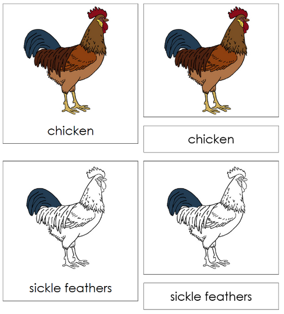 Parts of a Chicken Nomenclature Cards - Montessori Print Shop Digital Download