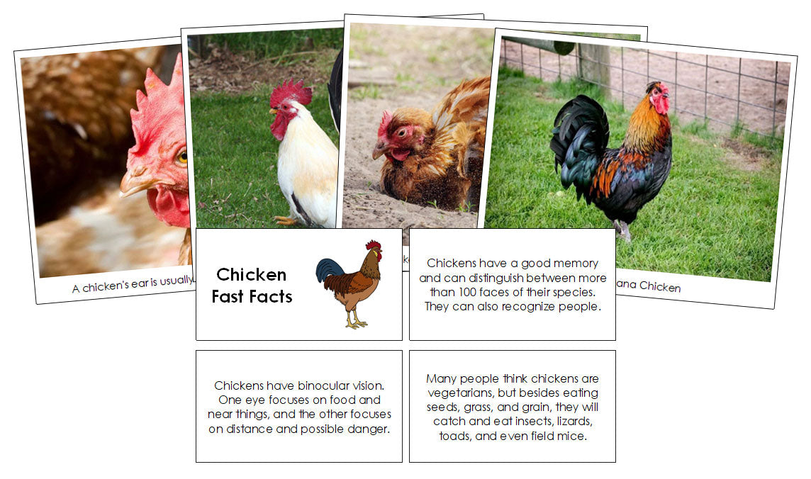 Chicken Fast Facts & Pictures - Montessori Print Shop