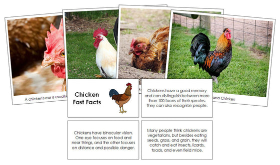 Chicken Fast Facts & Pictures - Montessori Print Shop