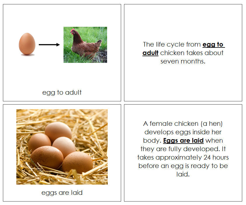 Chicken Life Cycle Book - Montessori Print Shop Digital Download