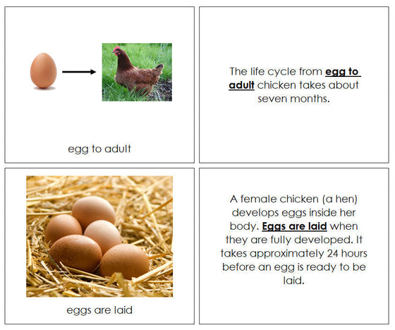 Chicken Life Cycle Book - Montessori Print Shop