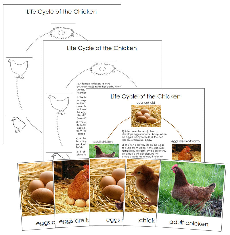 Life Cycle of the Chicken Nomenclature Cards & Charts - Montessori Print Shop