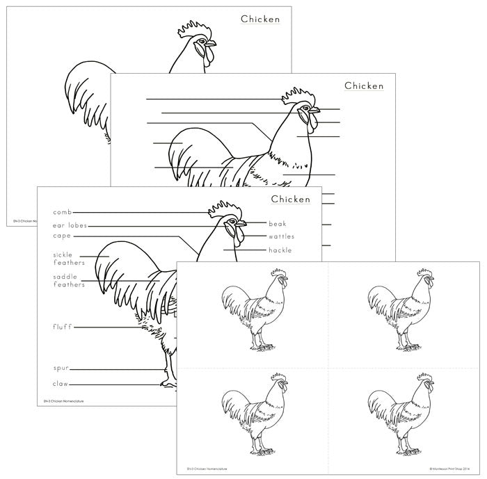 Elementary Chicken Nomenclature - Montessori Print Shop Digital Download