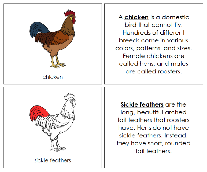 Chicken Nomenclature Book (red) - Montessori Print Shop Digital Download