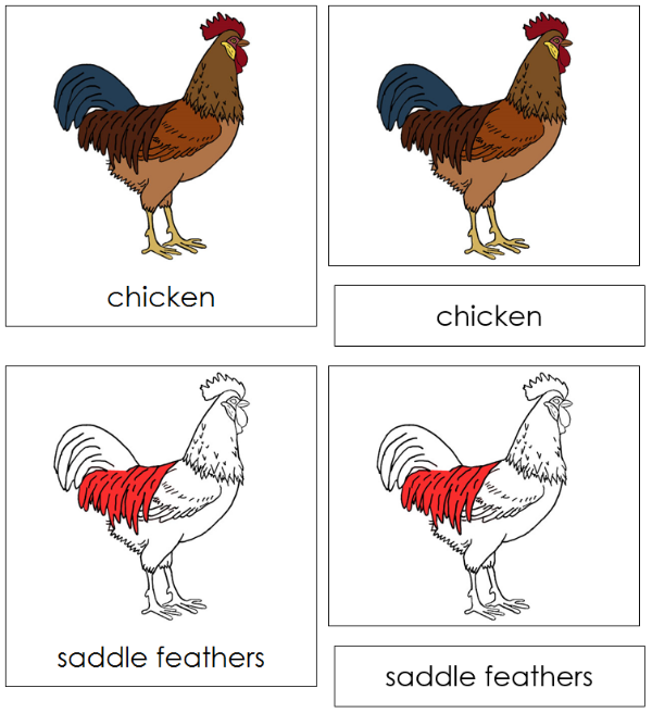 Parts of a Chicken Nomenclature Cards (red) - Montessori Print Shop Digital Download