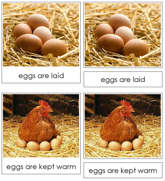 Life Cycle of the Chicken Nomenclature 3-Part Cards & Charts - Montessori Print Shop Digital Download