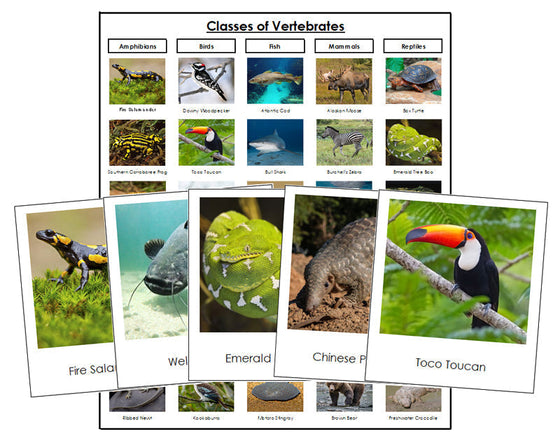 Classes of Vertebrates Sorting - Montessori Print Shop zoology materials