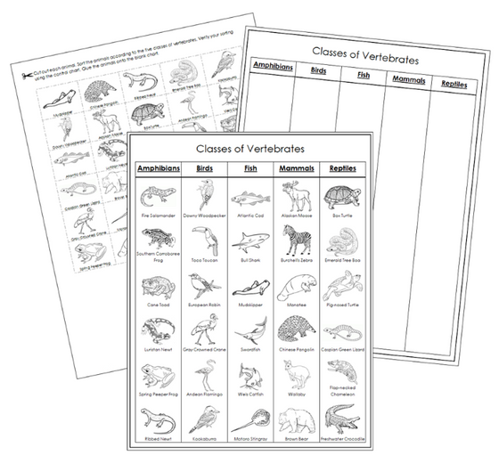 Classes of Vertebrates Sorting Blackline Masters  - Montessori Print Shop Digital Download